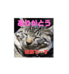 メタボ猫ですけどシリーズ3（個別スタンプ：3）