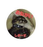 メタボ猫ですけどシリーズ3（個別スタンプ：4）