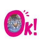 メタボ猫ですけどシリーズ3（個別スタンプ：6）