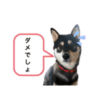 豆黒柴あーちゃん（個別スタンプ：1）
