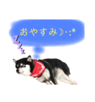 豆黒柴あーちゃん（個別スタンプ：2）