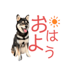 豆黒柴あーちゃん（個別スタンプ：8）