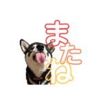 豆黒柴あーちゃん（個別スタンプ：9）