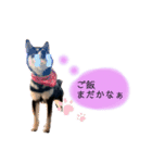 豆黒柴あーちゃん（個別スタンプ：14）