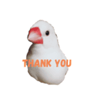 わたしの文鳥挨拶編（個別スタンプ：2）
