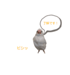 わたしの文鳥挨拶編（個別スタンプ：3）
