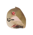 わたしの文鳥挨拶編（個別スタンプ：5）