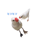 わたしの文鳥挨拶編（個別スタンプ：6）