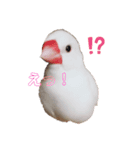 わたしの文鳥挨拶編（個別スタンプ：7）