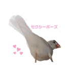 わたしの文鳥挨拶編（個別スタンプ：9）
