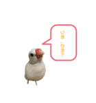 わたしの文鳥挨拶編（個別スタンプ：11）