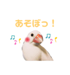 わたしの文鳥挨拶編（個別スタンプ：14）