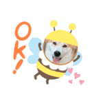 保護わん ケイト郁舞（個別スタンプ：1）