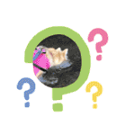 保護わん ケイト郁舞（個別スタンプ：8）