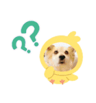 保護わん ケイト郁舞（個別スタンプ：10）