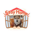 保護わん ケイト郁舞（個別スタンプ：17）