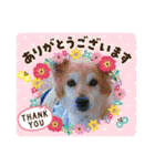 保護わん ケイト郁舞（個別スタンプ：33）