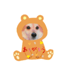 保護わん ケイト郁舞（個別スタンプ：36）