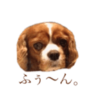 ローラたん。（個別スタンプ：2）