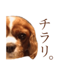 ローラたん。（個別スタンプ：3）