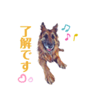 ジャーマンシェパードわらびときぃる（個別スタンプ：9）