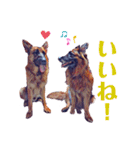 ジャーマンシェパードわらびときぃる（個別スタンプ：24）