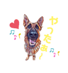 ジャーマンシェパードわらびときぃる（個別スタンプ：40）