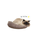 わたしのニャンズ（個別スタンプ：4）
