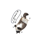 わたしのニャンズ（個別スタンプ：8）