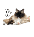 わたしのニャンズ（個別スタンプ：9）