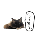 わたしのニャンズ（個別スタンプ：14）