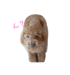 トイプードルちゃんだよ（個別スタンプ：3）