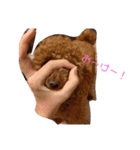 トイプードルちゃんだよ（個別スタンプ：6）