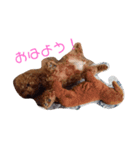 トイプードルちゃんだよ（個別スタンプ：8）