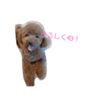 トイプードルちゃんだよ（個別スタンプ：10）