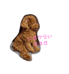 トイプードルちゃんだよ（個別スタンプ：12）