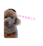 トイプードルちゃんだよ（個別スタンプ：14）