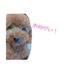 トイプードルちゃんだよ（個別スタンプ：15）