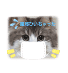 にゃんこの癒し可愛いつぶやきスタンプ（個別スタンプ：1）