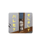 にゃんこの癒し可愛いつぶやきスタンプ（個別スタンプ：4）