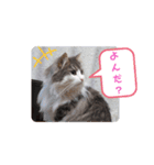 にゃんこの癒し可愛いつぶやきスタンプ（個別スタンプ：12）