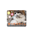 にゃんこの癒し可愛いつぶやきスタンプ（個別スタンプ：13）