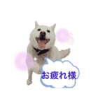 白のダニエル君（個別スタンプ：2）