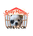 ちわわの心菜（関西弁）（個別スタンプ：5）