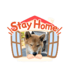 ミッキーわんちゃん（個別スタンプ：3）