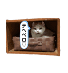 白太郎くん（個別スタンプ：6）