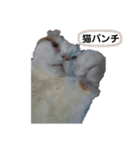 白太郎くん（個別スタンプ：8）