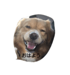 カール君のスタンプ（個別スタンプ：1）