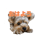 ヨークシャーテリアTom（個別スタンプ：1）