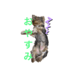 ヨークシャーテリアTom（個別スタンプ：7）